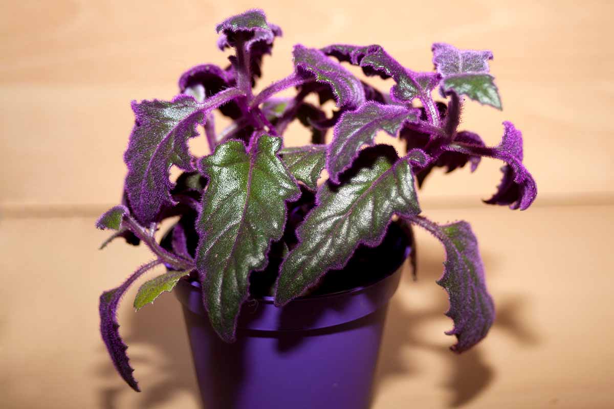 A horizontal image of a purple passion plant in a purple pot on a wooden surface.