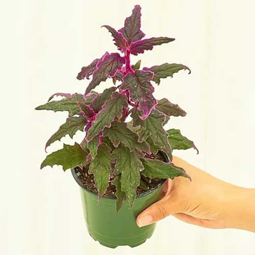 A square image of a purple passion plant in a green plastic pot that's being held by a light-skinned hand.