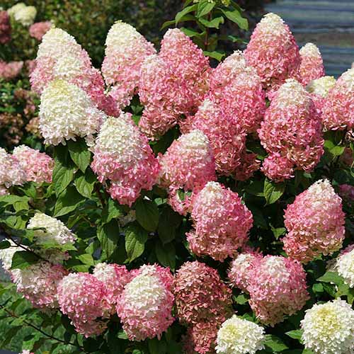 A square image of the pink and cream blooms of Quick Fire panicle hydrangea, pictured in bright sunshine.