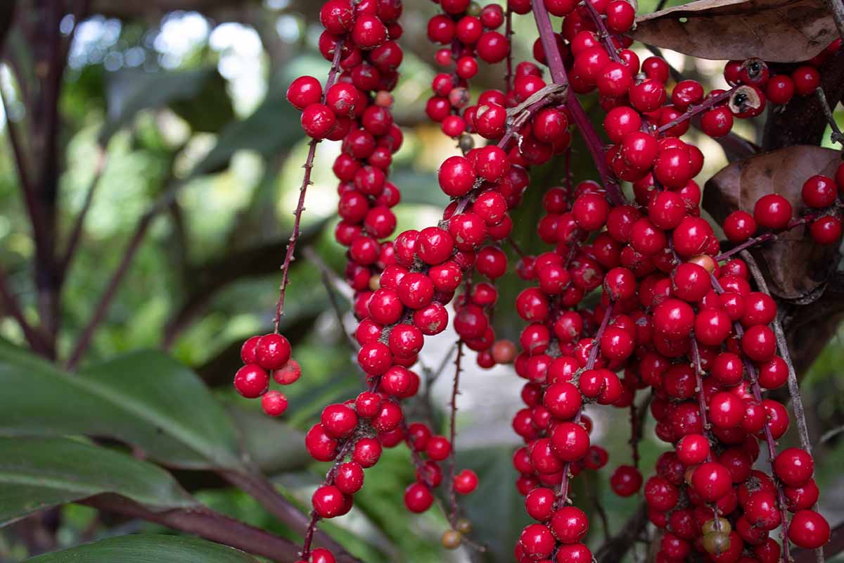 A horizontal image of a cluster of red berries, with green leaves in the fuzzy background.