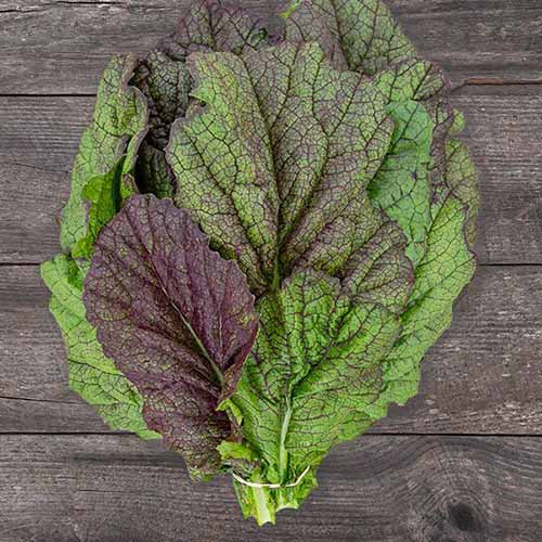 A close up of freshly harvested 'Red Giant' mustard greens set on a wooden surface.