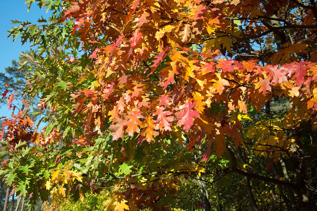 A close up horizontal image of the colorful fall foliage of Quercus rubra, pictured in bright sunshine.