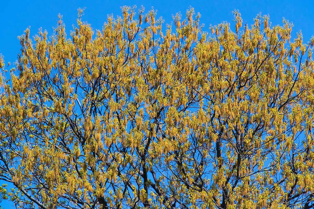 A horizontal image of a northern red oak in bloom on a sunny day pictured on a blue sky background.