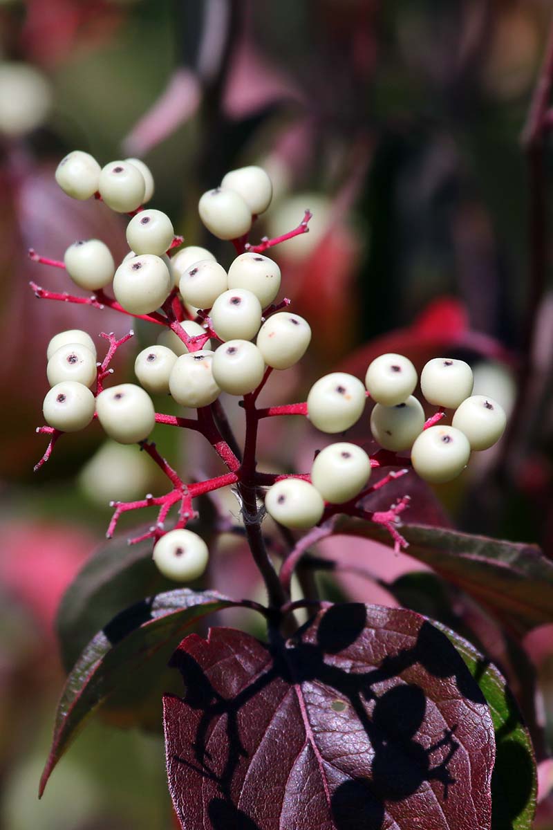A vertical close up shot of a red osier dogwood tree. The purple foliage and stem of the branch end in small clumps of white berries.
