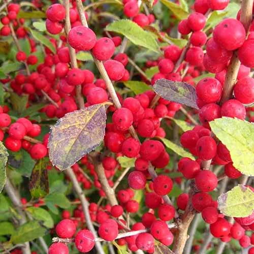 A square close up of red sprite holly branches. The leaves are starting to yellow and turn a dark red but there are many clumps or bright red berries.