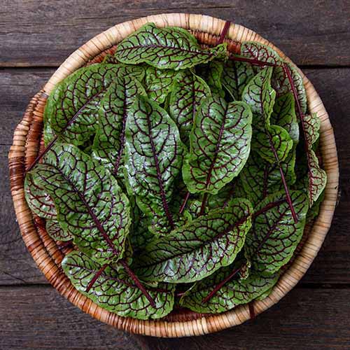 A square image of a wicker basket filled with freshly harvested red-veined sorrel set on a wooden surface.