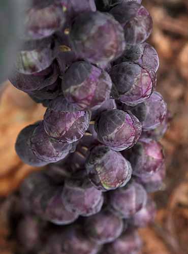 A vertical image of a stalk of 'Redarling' brussels sprouts pictured on a soft focus background.