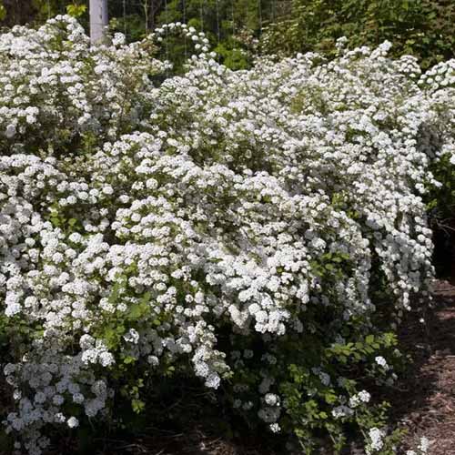 A square image of a large 'Renaissance' spirea shrub growing in the garden.