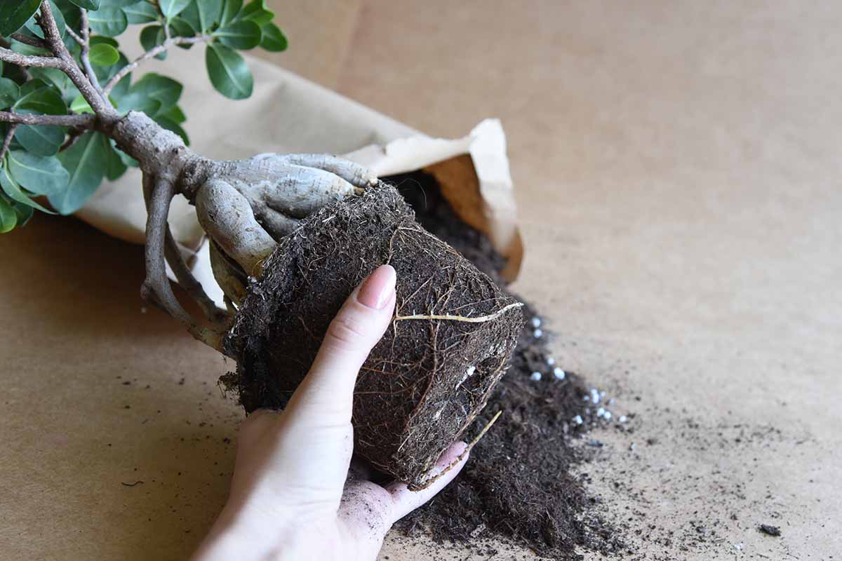 A horizontal photo of a woman's hand holding the root ball of a plant with an open bag of potting soil in the background.