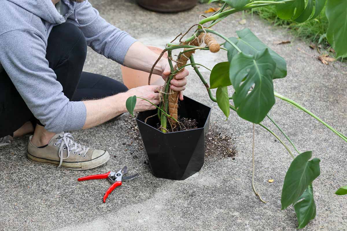 A close up horizontal image of a gardener repotting a monstera into a new plastic container.
