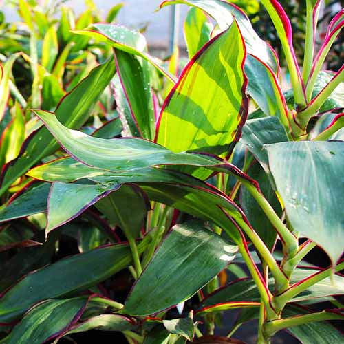 A square image of the red-tinged green leaves of Cordyline fruticosa 'Rising Sun' growing outdoors.