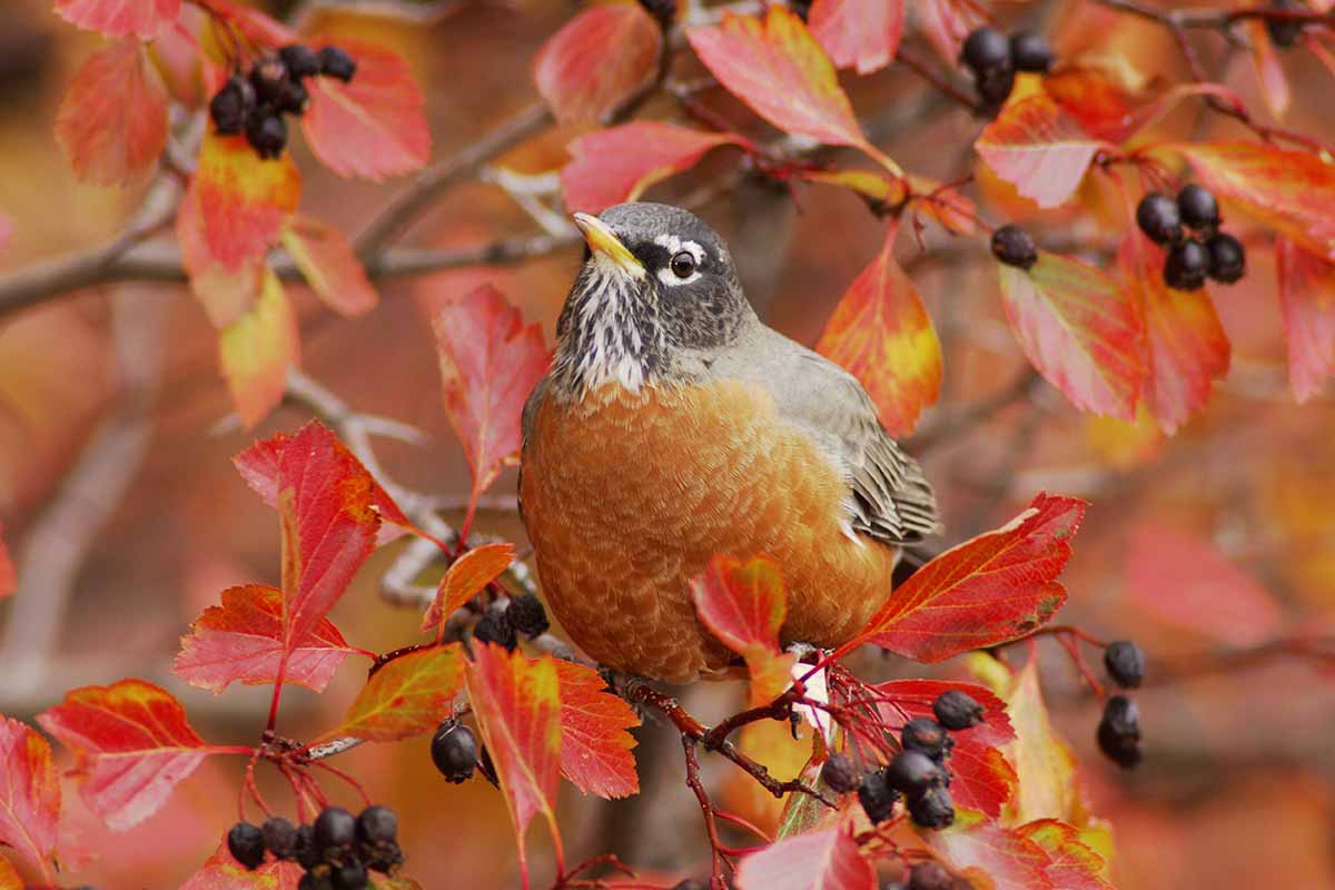 A horizontal shot of a robin bird eating the berries of a black hawthorn tree. The branch and bird are framed with yellow, orange and red foliage from the tree.