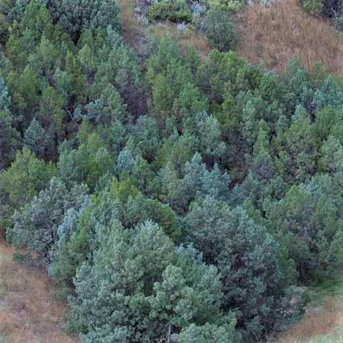 A square photo of a cluster of rocky mountain juniper trees shot from an aerial view.