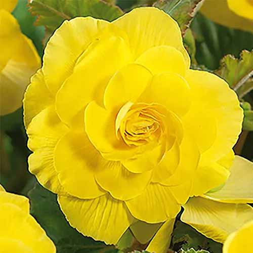 A close up of a single 'Roseform Yellow' begonia flower growing in the garden.