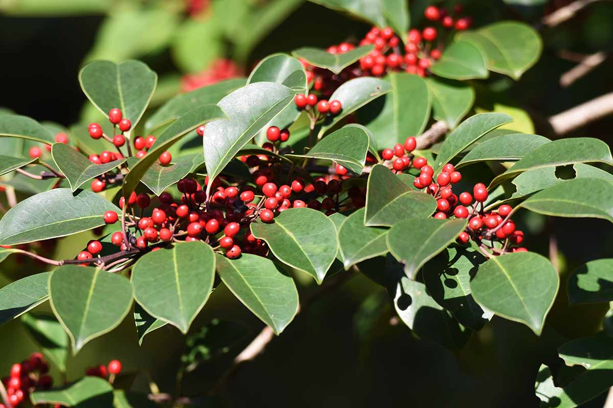 A horizontal image of the smooth glossy green leaves and red drupes of Ilex rotunda aka round leaf, growing in the garden pictured in bright sunshine.