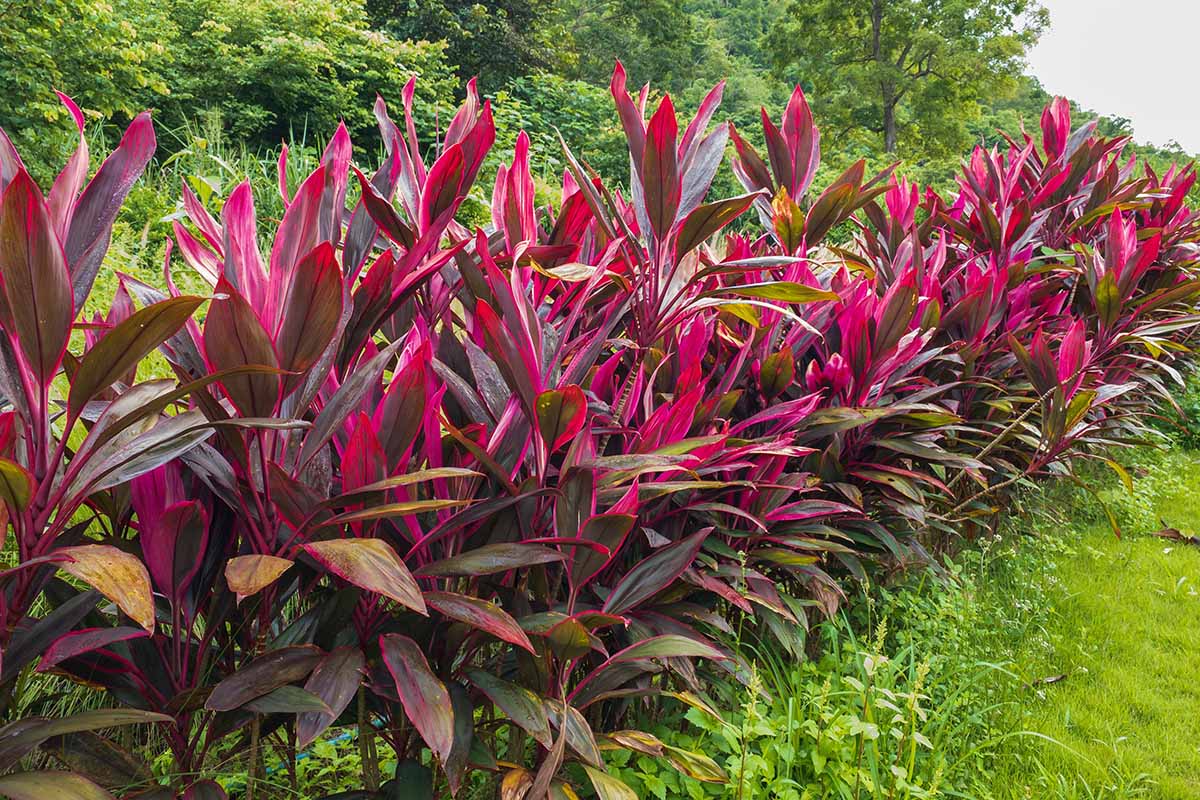A horizontal image of a line of red ti plants growing in a natural outdoor landscape.