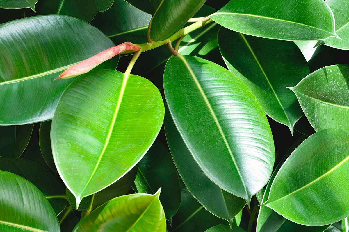 A horizontal close-up of two leaves on a rubber tree plant.