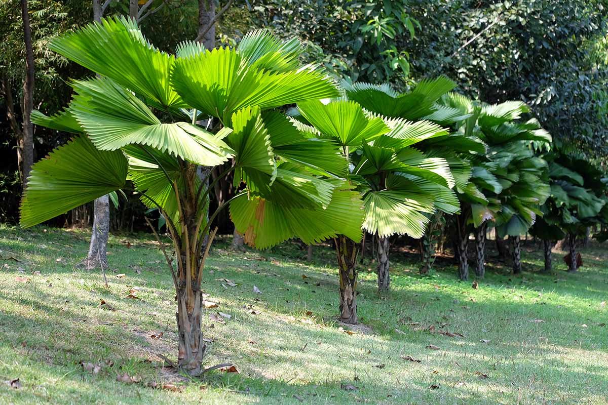 A horizontal image of a row of Licuala grandis growing in the garden.