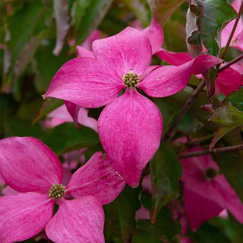 A close up square image of the pink flowers of 'Scarlet Fire' dogwood pictured on a soft focus background.
