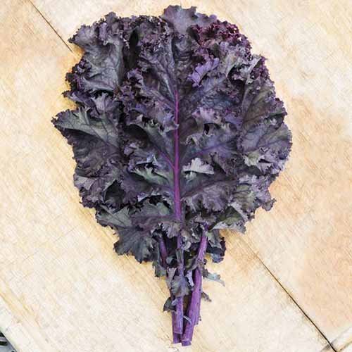 A square image of a few leaves of scarlet kale set on a wooden surface.