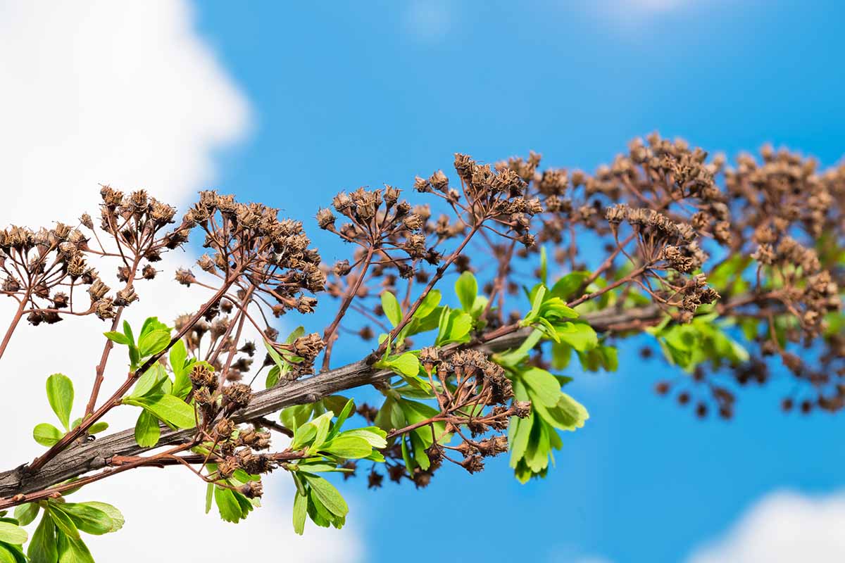 A close up horizontal image of the dried flower heads of bridalwreath spirea pictured on a blue sky background.
