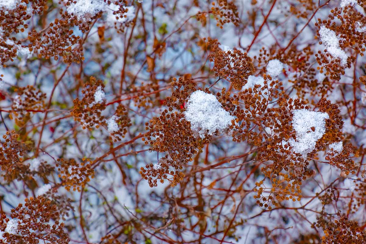 A horizontal shot of the seeds of a Spiraea shrub with white snow on some of the branches against a blue background on a sunny winter day.