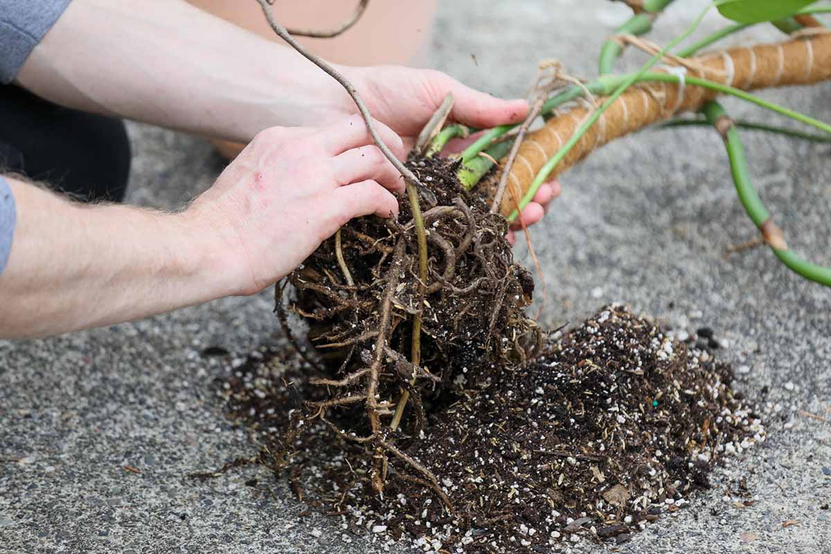 A close up horizontal image of a gardener separating the roots of a houseplant.