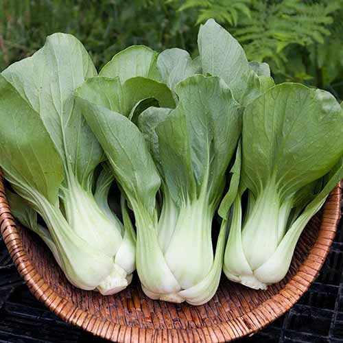 A square image of harvested and cleaned 'Shanghai' green bok choy in a wicker basket.