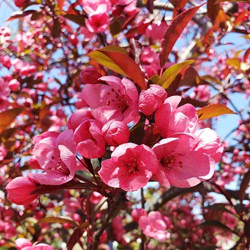 A close up square image of the bright pink flowers of 'Show Time' crabapple pictured in bright sunshine.