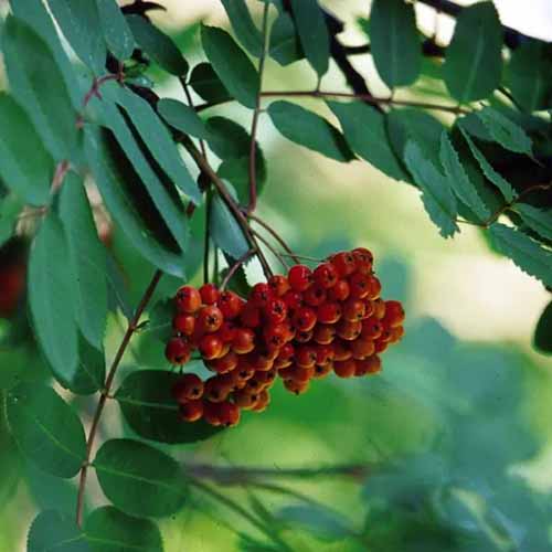 A square closeup of a branch of showy mountain ash with green foliage and clusters of red berries on long stems.