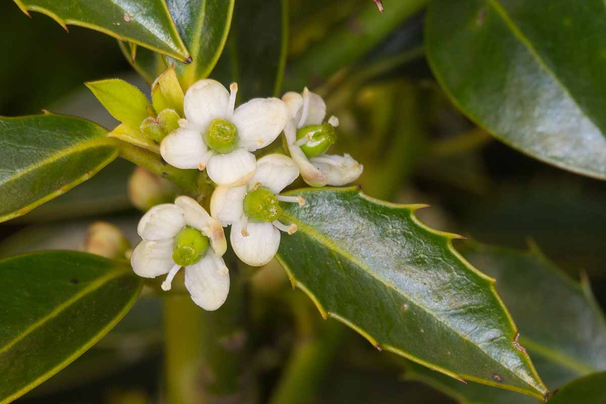 A close up horizontal image of the small white flowers of a holly shrub growing in the garden pictured on a soft focus background.