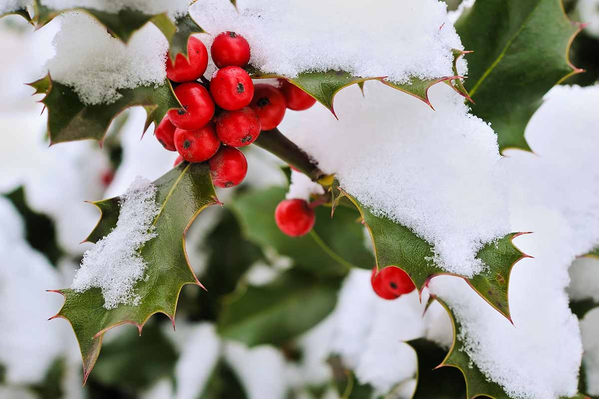 A close up horizontal image of the fruits and foliage of Ilex aquifolium covered in a light dusting of snow.