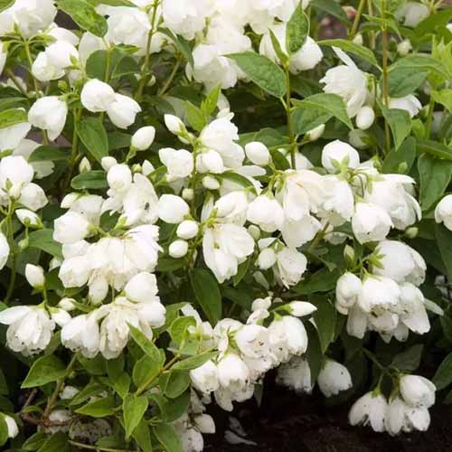 A square image of the white flowers of 'Snowbelle' mock orange growing in the garden.