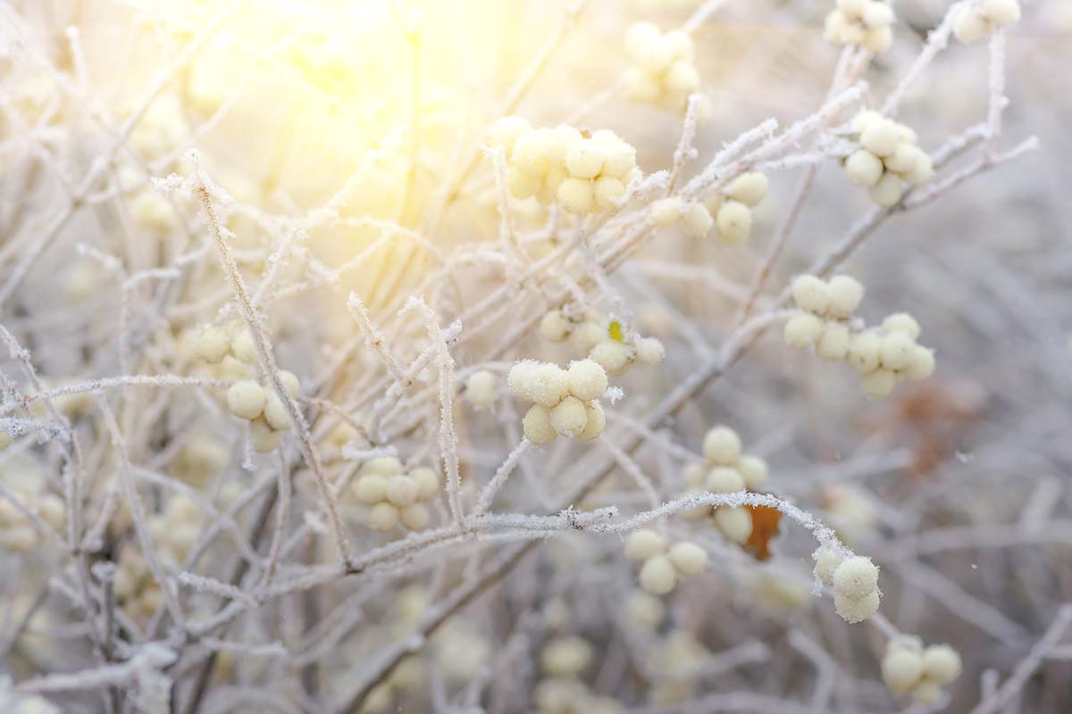 A horizontal shot of a snowberry bush in the winter. The dim sunlight is shining through the top of the photo and glinting off of the frost-lined branches with clumps of white berries.