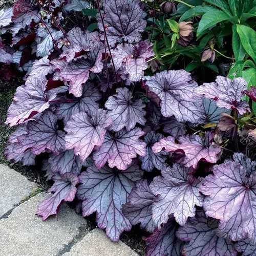 A close up square image of the deep purple foliage of Heuchera 'Spellbound' coral bells plants.