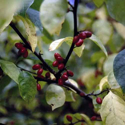 A square close up shot of a spicebush branch with yellowing foliage and small dark red berries along the small branches.