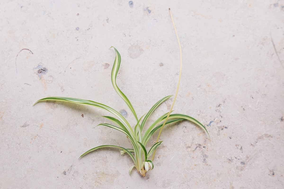 A close up horizontal image of a spider plant offshoot with roots formed set on a textured white surface.