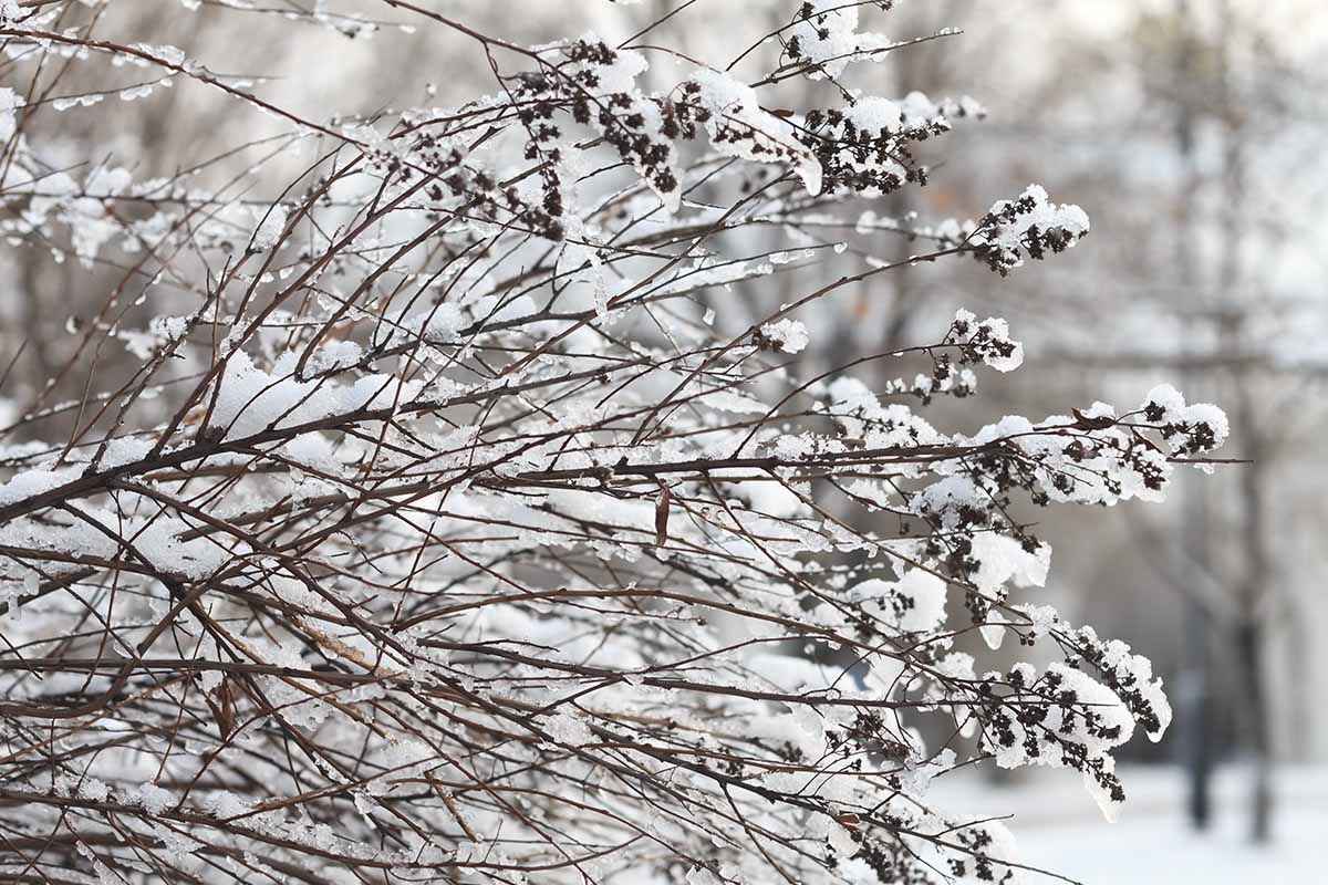 A horizontal close up of dried brances of a plant in the garden, in a snowy, winter scene.