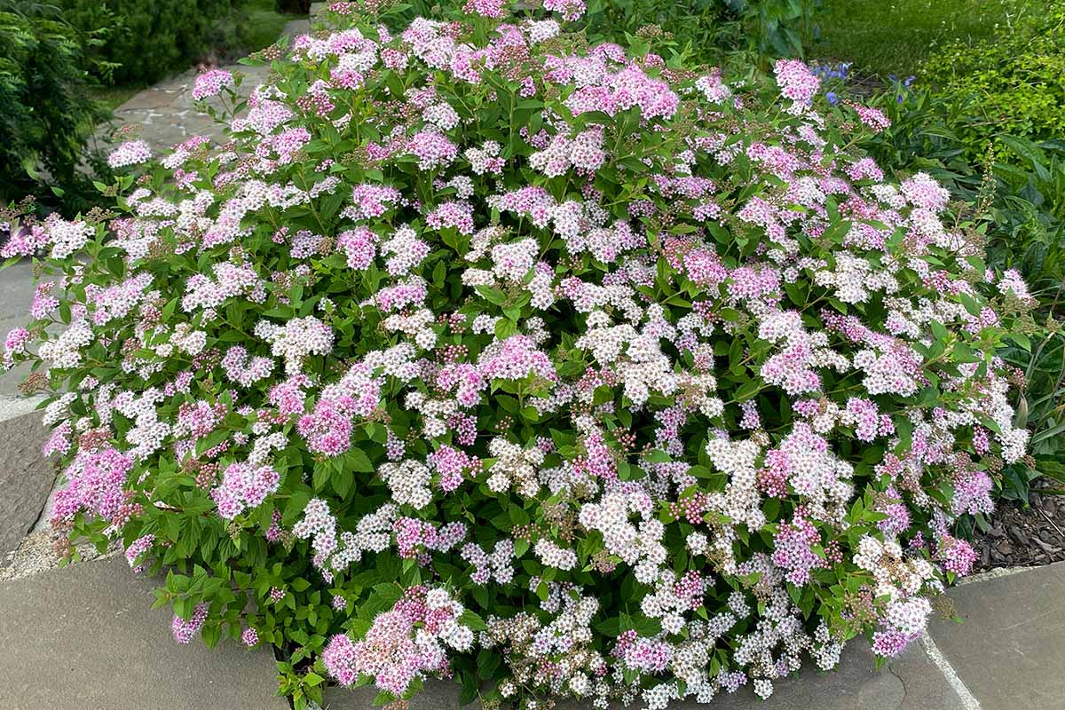 A horizontal shot of a spirea in a garden in full bloom. The shrub is covered in light pink and white flowers.
