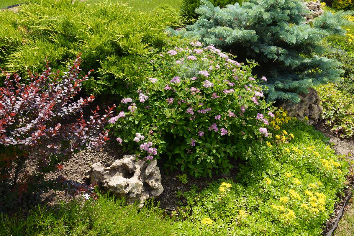 A horizontal photo of a Spiraea bush surrounded by purple leaved barberry, juniper, blue spruce, and stonecrop plants.