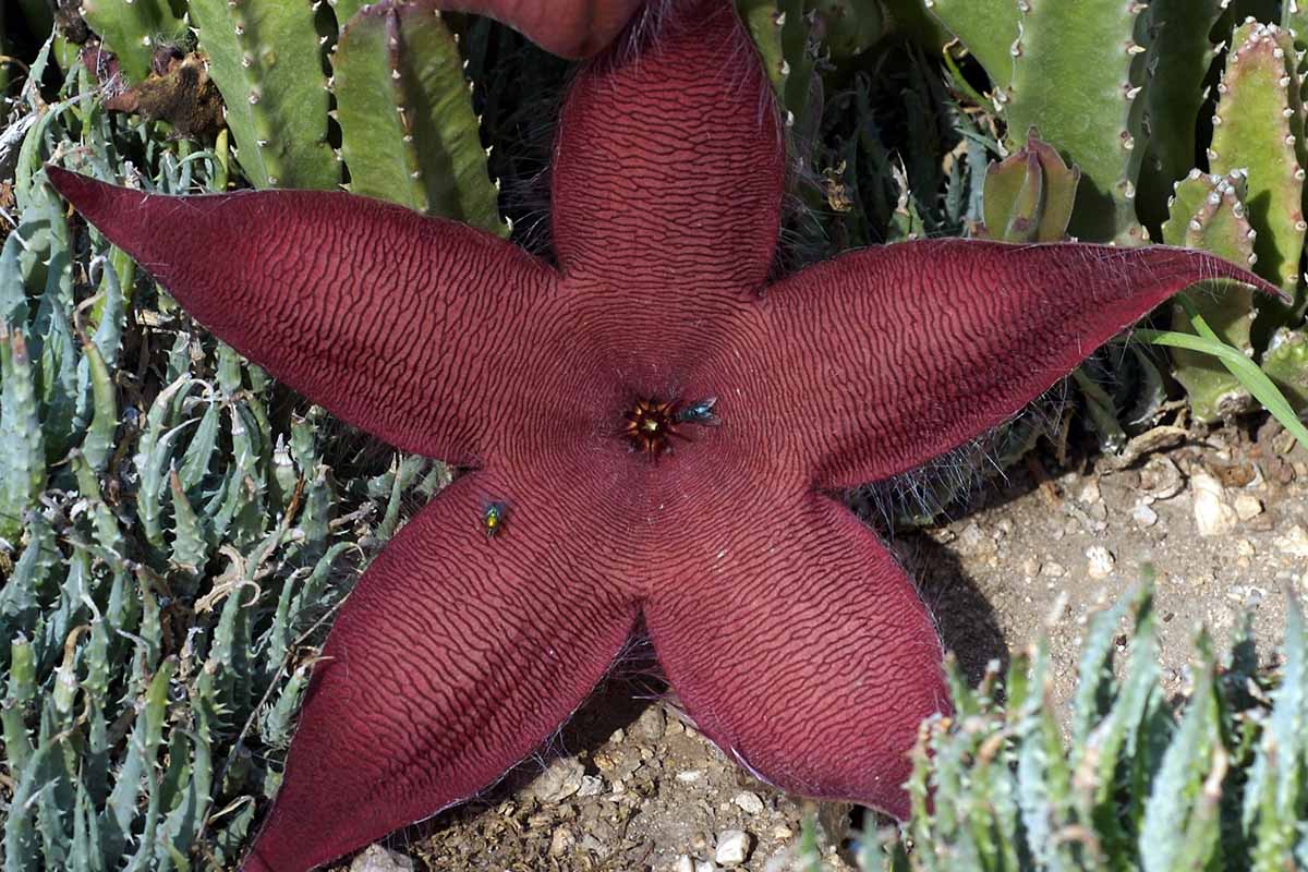 A close up horizontal image of a large starfish flower bloom with flies.