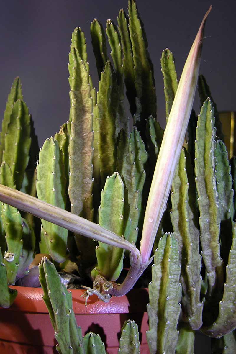 A vertical image of a starfish flower cactus (Stapelia grandiflora) growing in a pot indoors, with mature seed pods.