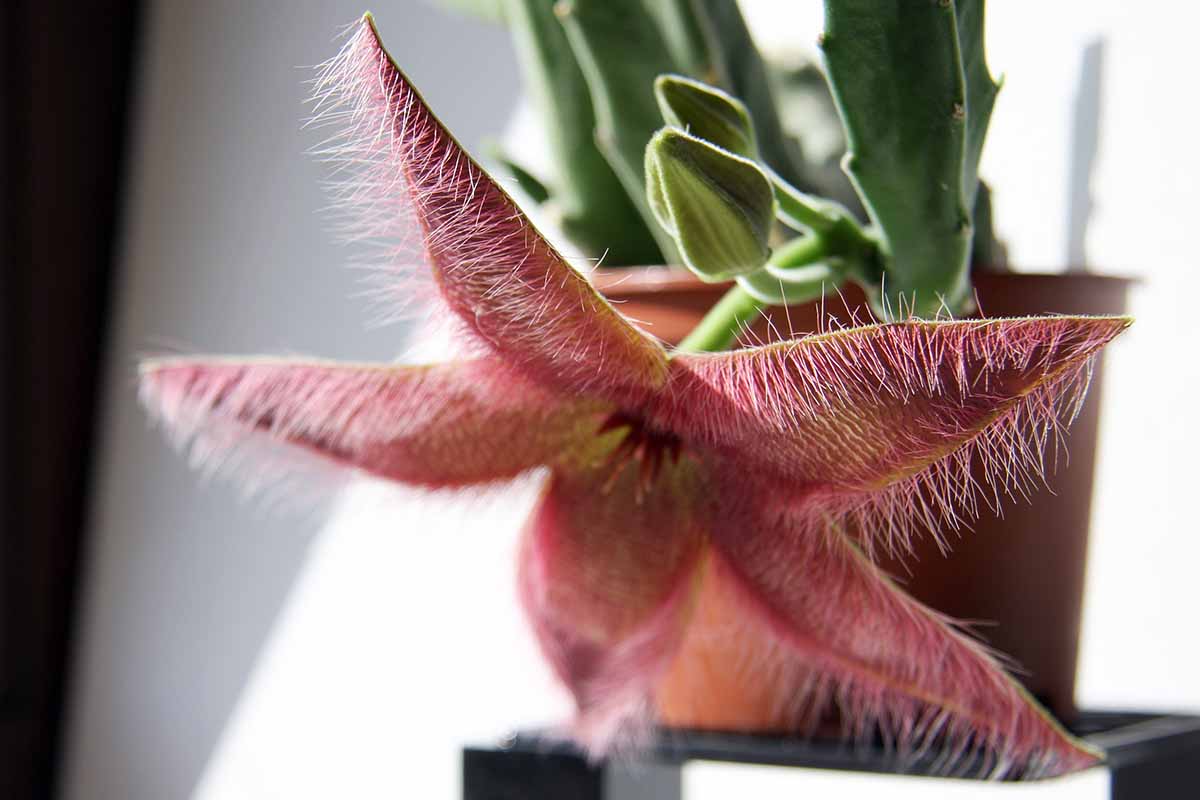 A close up horizontal image of the flower of Stapelia grandiflora hanging over the side of a pot indoors.