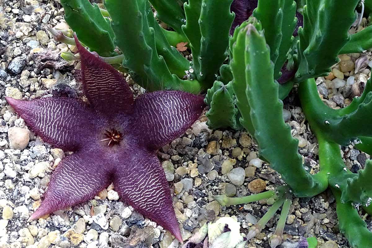 A close up horizontal image of a starfish flower (Stapelia grandiflora) with a deep purple bloom and succulent, cactus-like foliage.