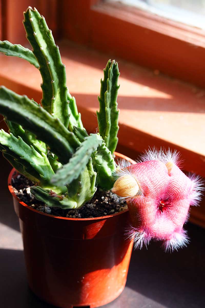 A close up horizontal image of a potted starfish flower cactus growing in a pot on a windowsill with a single purple bloom.