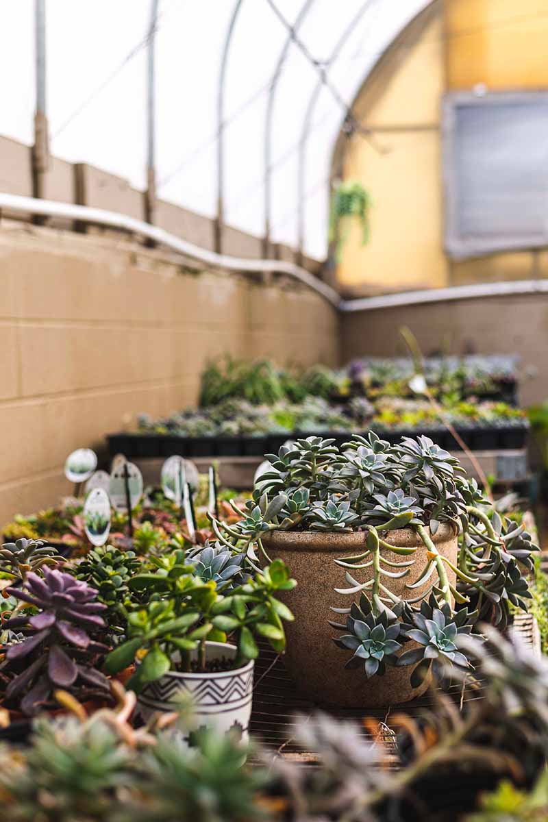 A vertical image of a collection of succulent species growing in a large indoor structure.