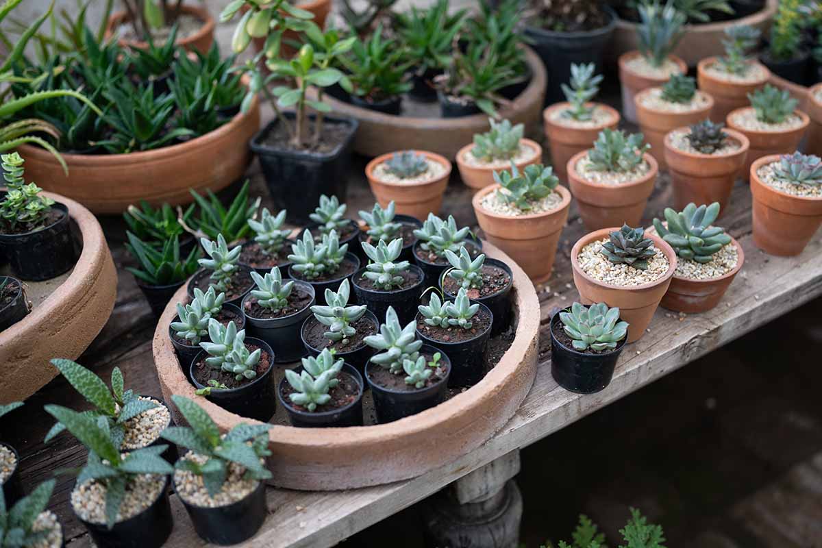 A close up horizontal image of a collection of plants growing in small pots on the wooden shelf.