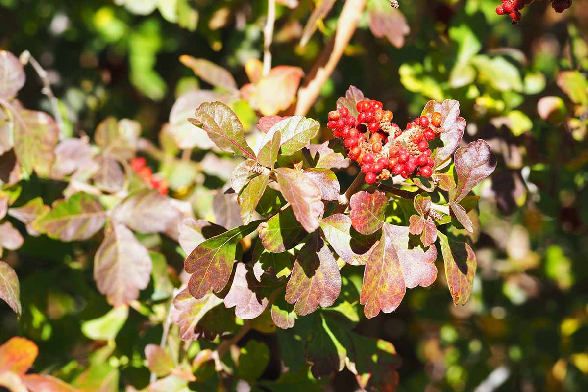A horizontal shot of a sumac tree growing in the garden. The branches have green foliage turning red with clusters of red berries.