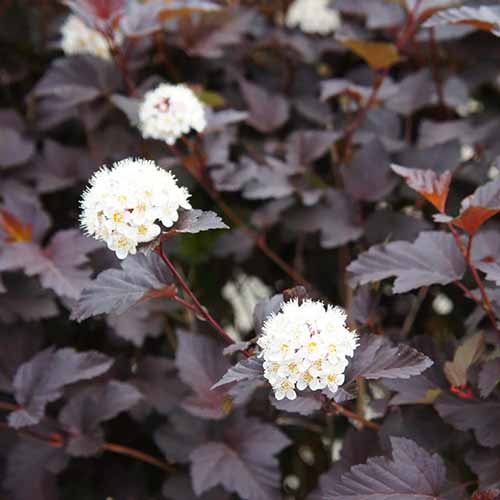 A square photo of a sweet cherry tea ninebark bush. Among the dark wine-colored foliage are white snowball-like clusters of flowers.