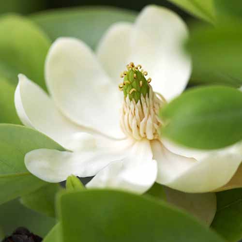A close up square image of a sweetbay magnolia flower pictured on a soft focus background.